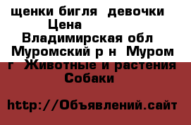 щенки бигля, девочки › Цена ­ 20 000 - Владимирская обл., Муромский р-н, Муром г. Животные и растения » Собаки   